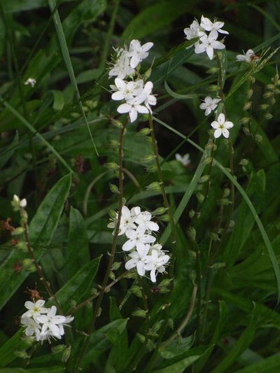 Myosotis exarrhena, photographed by Russell Best