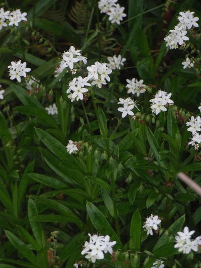 Myosotis exarrhena, photographed by Russell Best