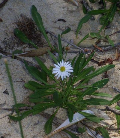 Brachyscome graminea, photographed by Russell Best