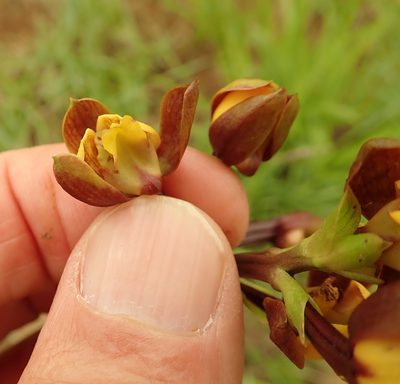 Eulophia parviflora, photographed by Peter Warren