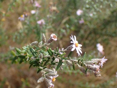 Athrixia phylicoides, photographed by Mahomed Desai