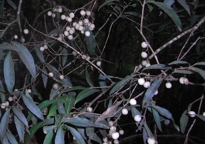 Notelaea ligustrina, photographed by Russell Best
