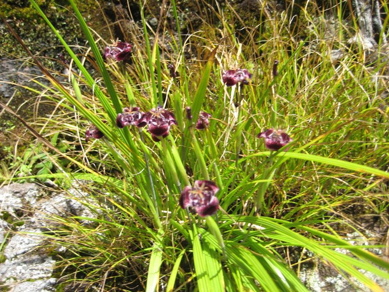 Tigridia pugana, photographed by Arturo Castro Castro