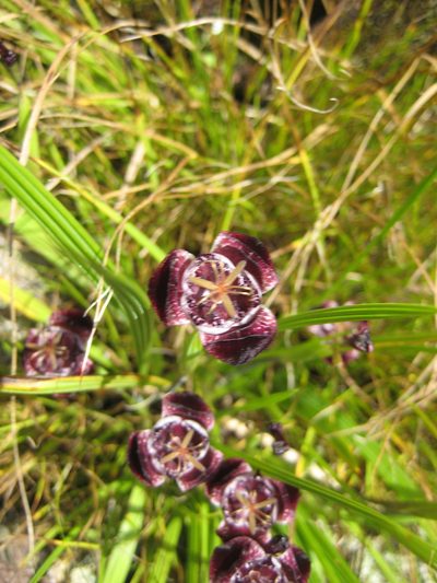 Tigridia pugana, photographed by Arturo Castro Castro