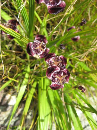 Tigridia pugana, photographed by Arturo Castro Castro