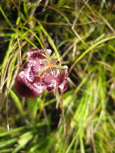 Tigridia pugana, photographed by Arturo Castro Castro