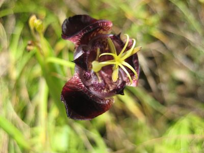Tigridia pugana, photographed by Arturo Castro Castro