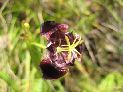 Tigridia pugana, photographed by Arturo Castro Castro