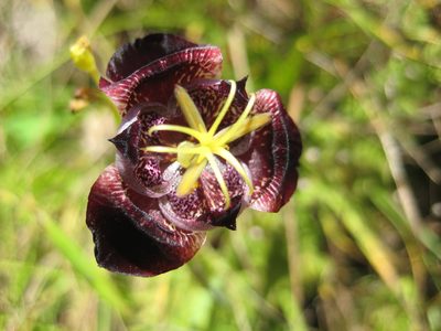 Tigridia pugana, photographed by Arturo Castro Castro