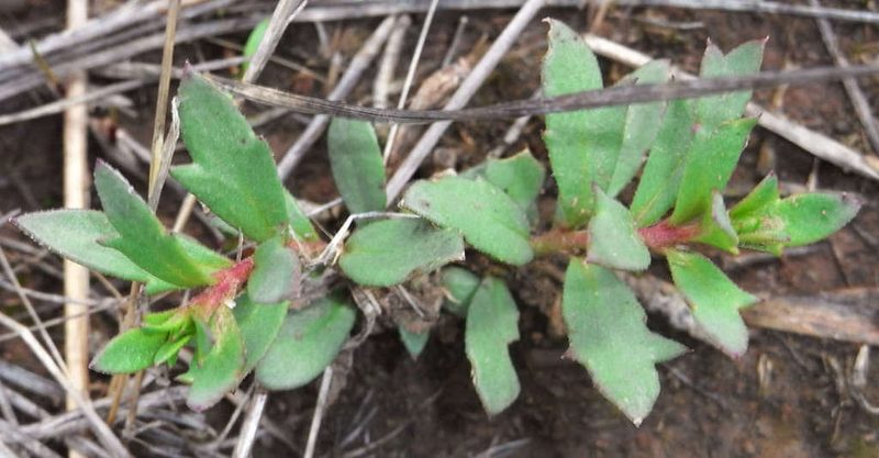 Haloragis aspera, photographed by Russell Best