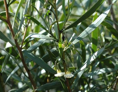 Eremophila deserti, photographed by Russell Best
