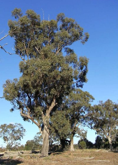 Eucalyptus microcarpa, photographed by Russell Best