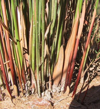 Juncus gregiflorus
