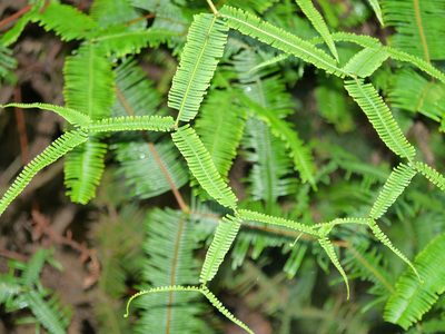 Sticheroides truncata, photographed by Matt Muir