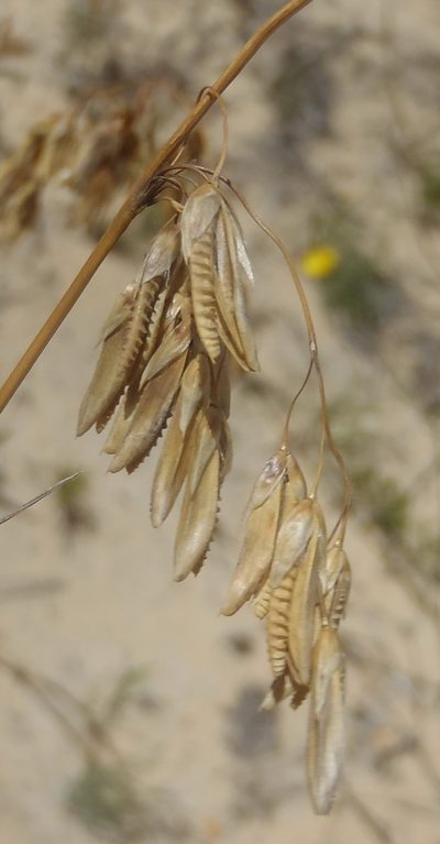 Ehrharta capensis, photographed by Nicola van Berkel