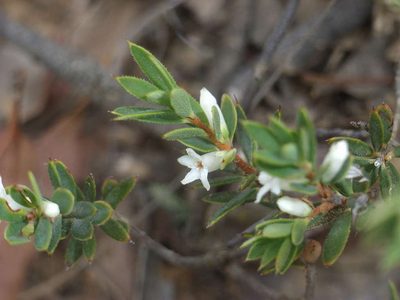 Brachyloma ciliatum, photographed by Russell Best