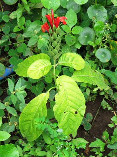 Pachystachys coccinea, photographed by jmmaes