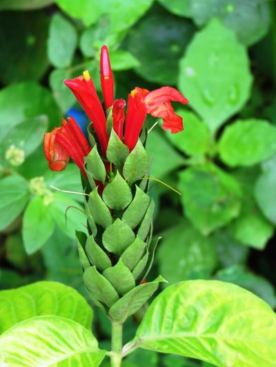 Pachystachys coccinea, photographed by jmmaes
