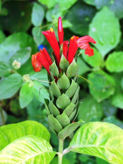 Pachystachys coccinea, photographed by jmmaes