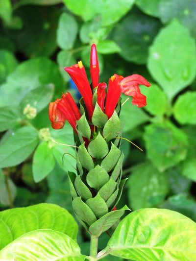 Pachystachys coccinea, photographed by jmmaes