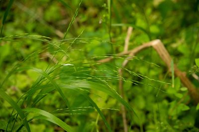 Festuca subverticillata, photographed by Kevin Faccenda