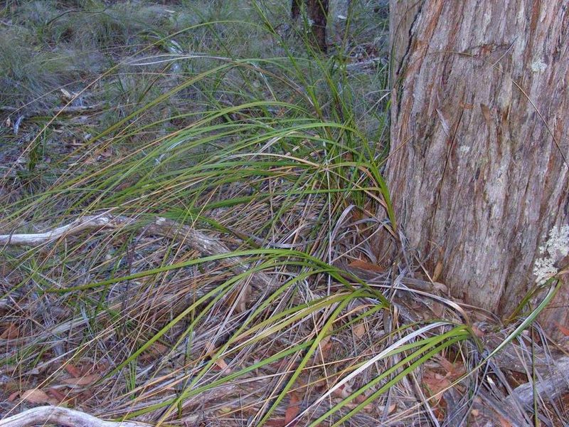Gahnia radula, photographed by Russell Best
