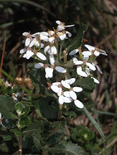 Olearia myrsinoides, photographed by Russell Best