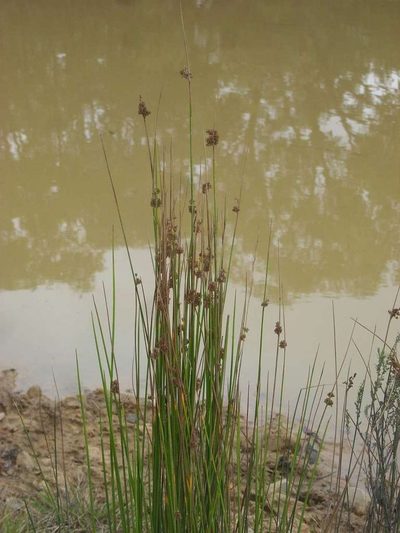 Juncus gregiflorus, photographed by Russell Best