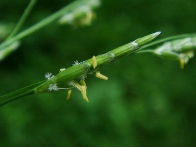 Glyceria notata, photographed by Christian Berg
