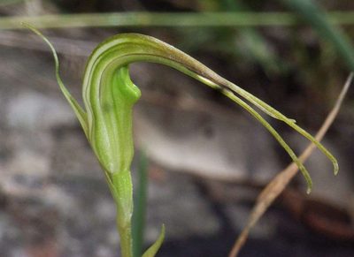 Pterostylis decurva, photographed by Russell Best