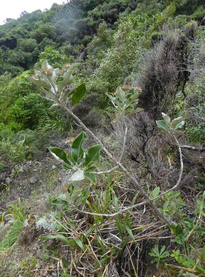 Olearia pachyphylla, photographed by Peter de Lange