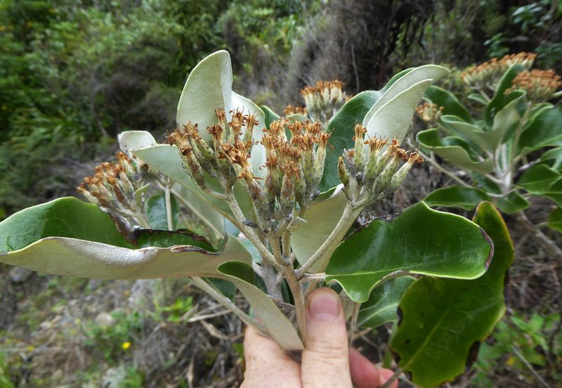 Olearia pachyphylla, photographed by Peter de Lange