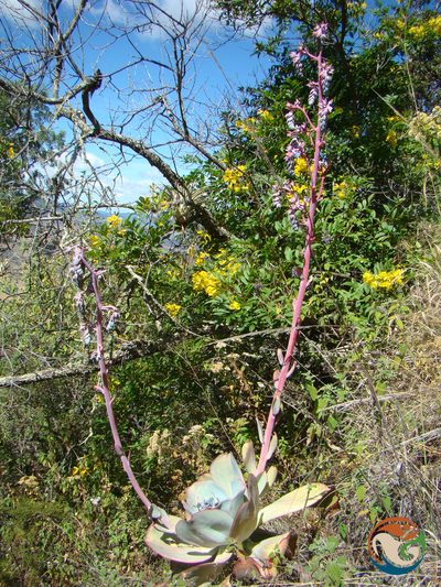 Echeveria gigantea, photographed by Eugenio Padilla