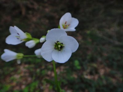Cardamine waldsteinii, photographed by Christian Berg