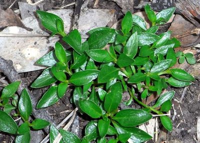 Opercularia ovata, photographed by Russell Best