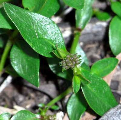 Opercularia ovata, photographed by Russell Best