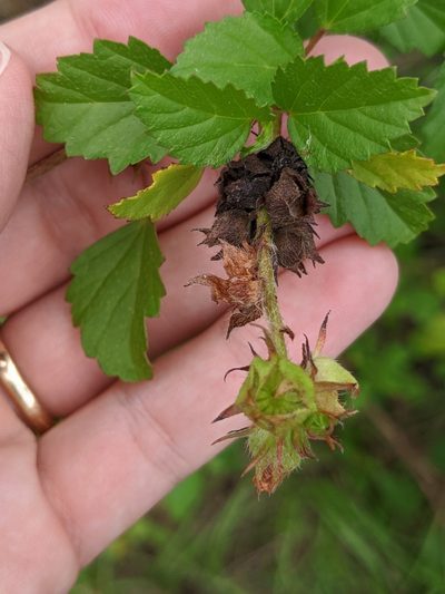 Malvastrum corchorifolium, photographed by Alison Northup