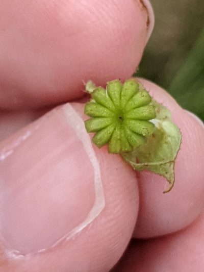 Malvastrum corchorifolium, photographed by Alison Northup