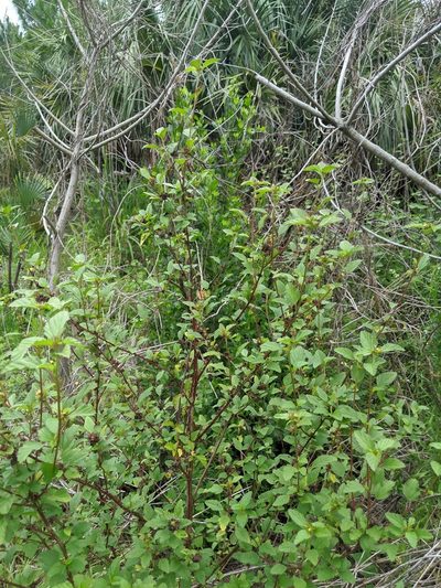 Malvastrum corchorifolium, photographed by Alison Northup