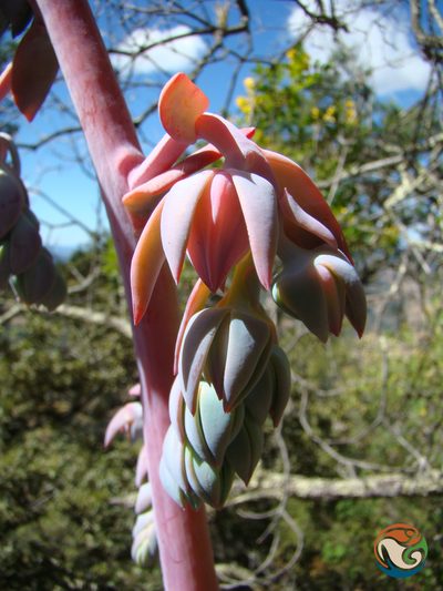 Echeveria gigantea, photographed by Eugenio Padilla