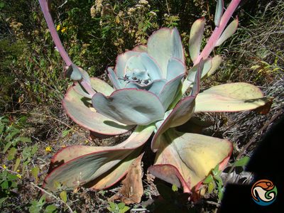 Echeveria gigantea, photographed by Eugenio Padilla