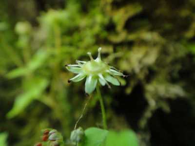 Saxifraga paradoxa, photographed by Christian Berg