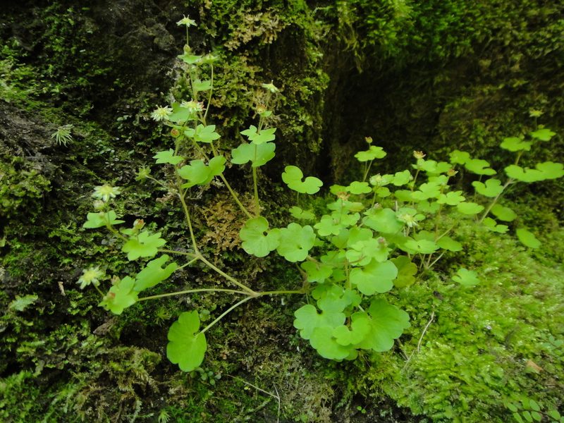 Saxifraga paradoxa, photographed by Christian Berg