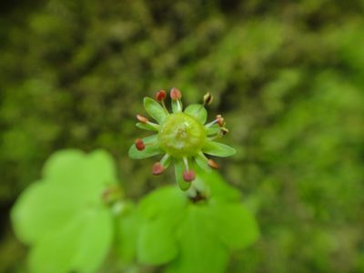 Saxifraga paradoxa, photographed by Christian Berg