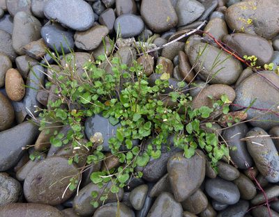Cardamine corymbosa, photographed by Peter de Lange