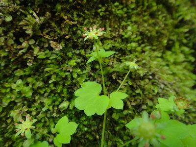 Saxifraga paradoxa, photographed by Christian Berg