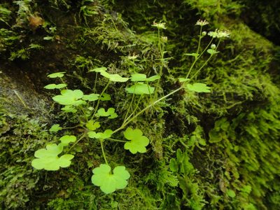 Saxifraga paradoxa, photographed by Christian Berg
