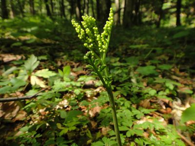 Botrychium matricariifolium, photographed by Christian Berg