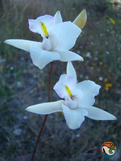 Laelia albida, photographed by Eugenio Padilla
