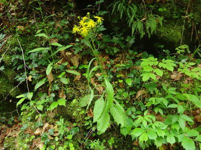 Tephroseris longifolia, photographed by Christian Berg